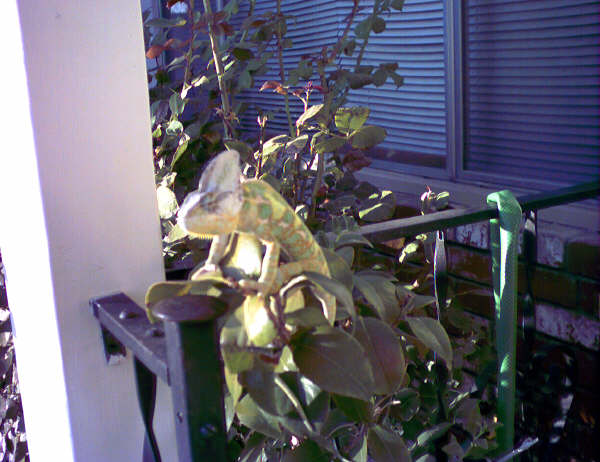 Veiled Chameleon (George)