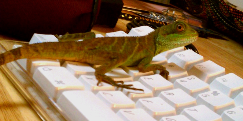 Pickles the water dragon