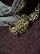 Brooks Kingsnake