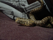 Brooks Kingsnake