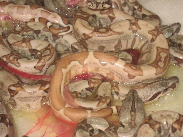 werid hypo summit