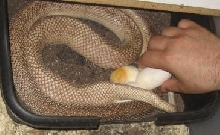 Pine laying eggs