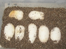 1st clutch of pine eggs