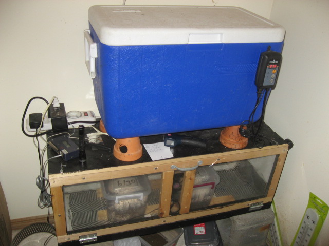 ghetto incubators