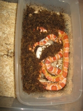 albino laying eggs