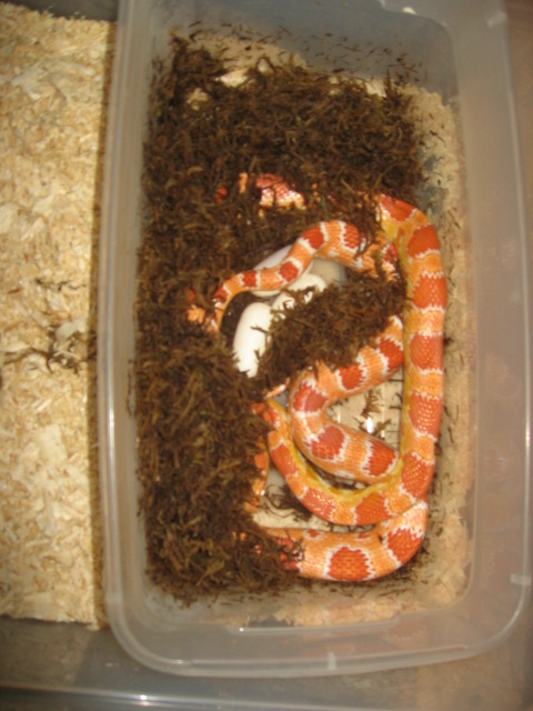 albino laying eggs