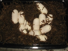 albino corn eggs