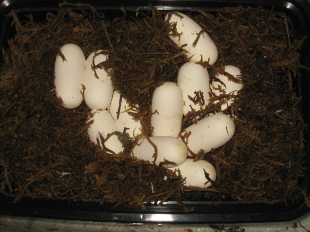 albino corn eggs