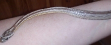 Anery motley stripe