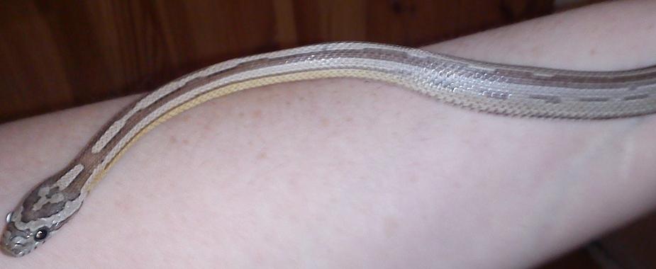 Anery motley stripe