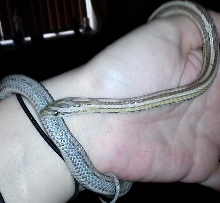 Anery motley stripe