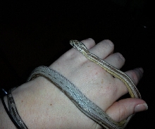 Anery motley stripe