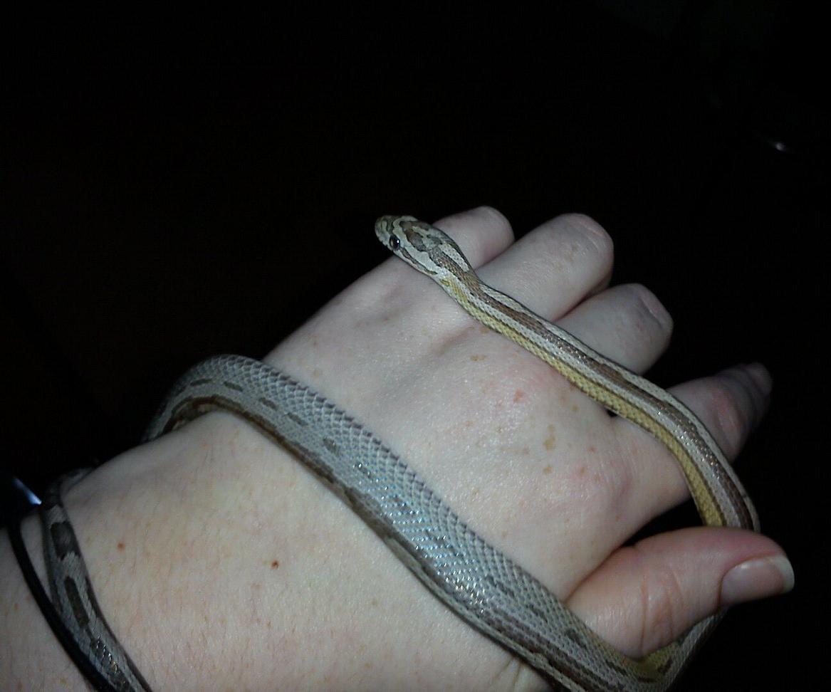 Anery motley stripe