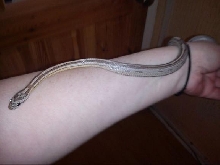 Anery motley stripe
