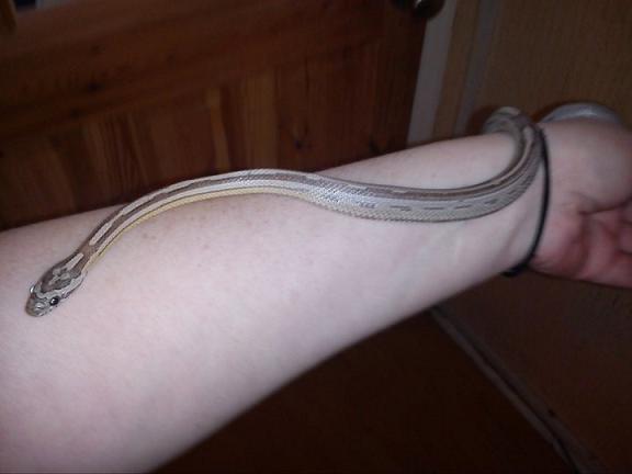 Anery motley stripe