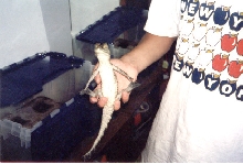 Caiman Sitting
