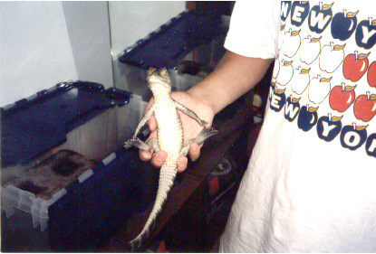 Caiman Sitting