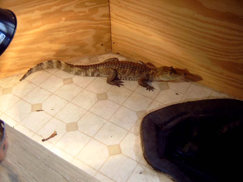 Smiley 2003