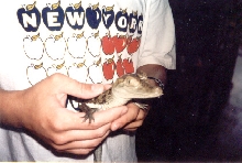 Caiman Smiley 99