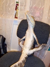 Smiley relaxing