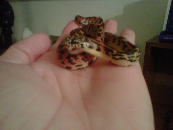 my newest Mosaic