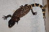 Beaded Lizard