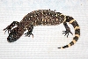 Beaded Lizard 2