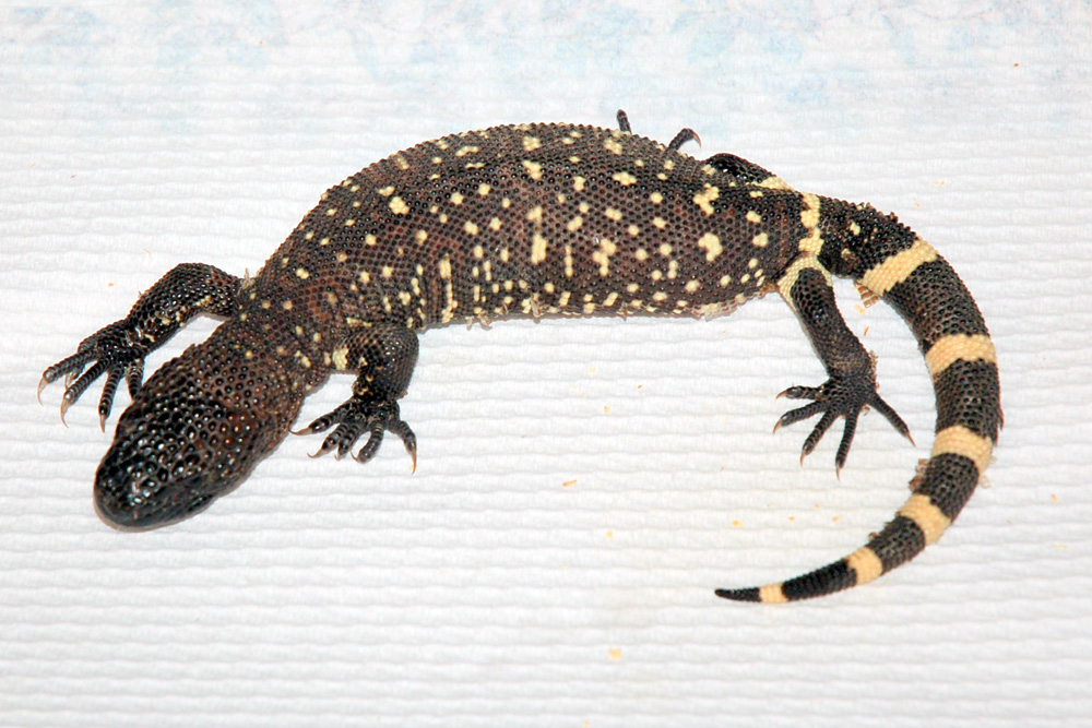 Beaded Lizard 2