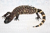 beaded2