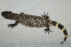 Beaded Lizard 3