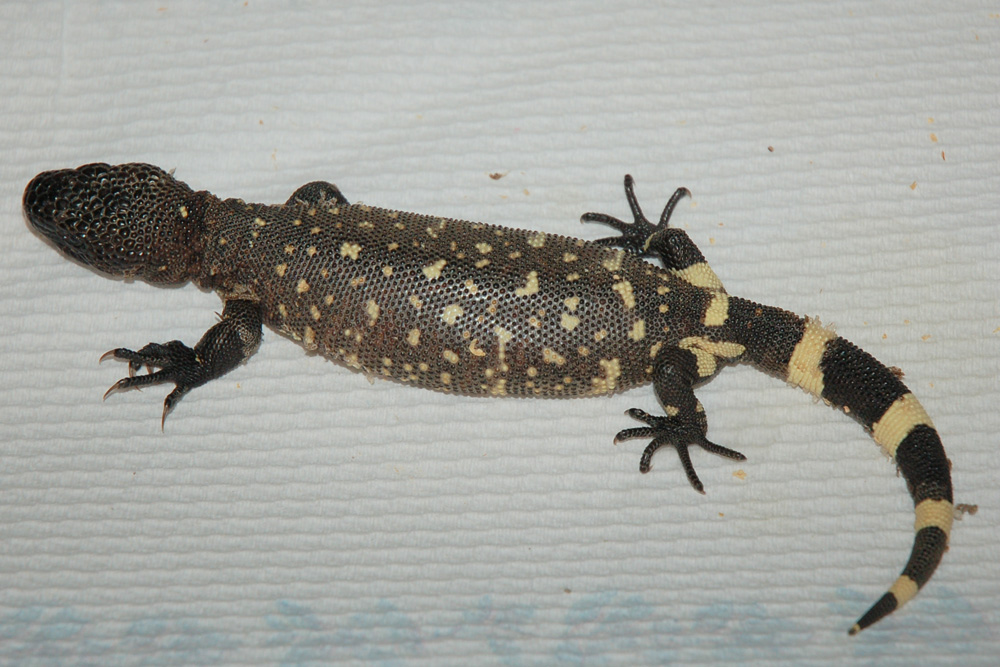 Beaded Lizard 3