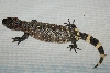 beaded3