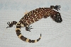 Beaded Lizard 4