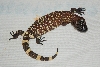 beaded4