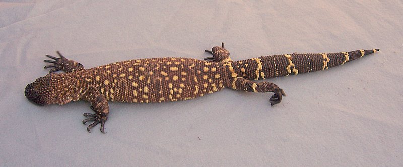 beaded 5