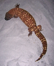 beaded 8