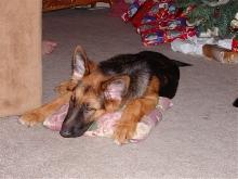After a hard puppy day