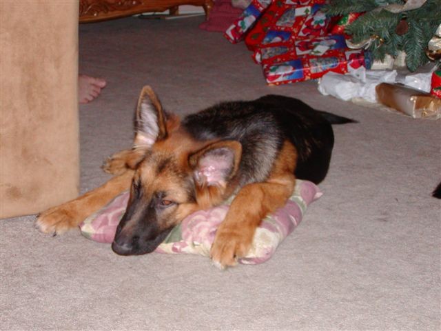 After a hard puppy day