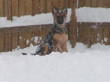 Kaiser's First Snow