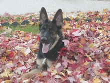 Helping with yardwork