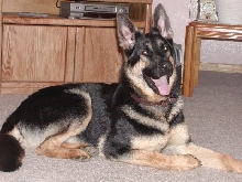 Kodi 11 months
