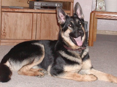 Kodi 11 months