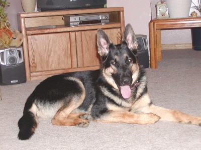 More Kodi 11 months