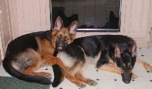 ....a dog's life