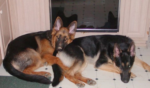 ....a dog's life