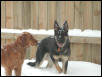 Snow dogs