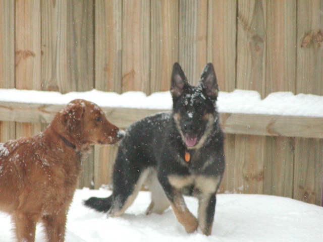 Snow dogs