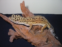 het for albino