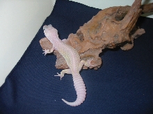 gecko7