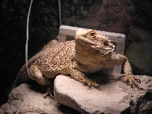 Fat Fiona